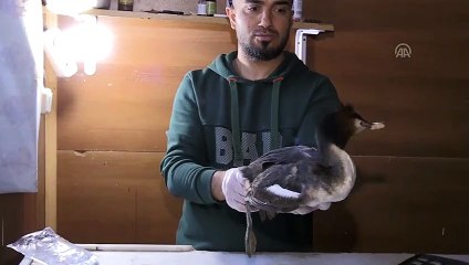 Yaralı 'Bahri' kuşuna şefkat eli - TUNCELİ