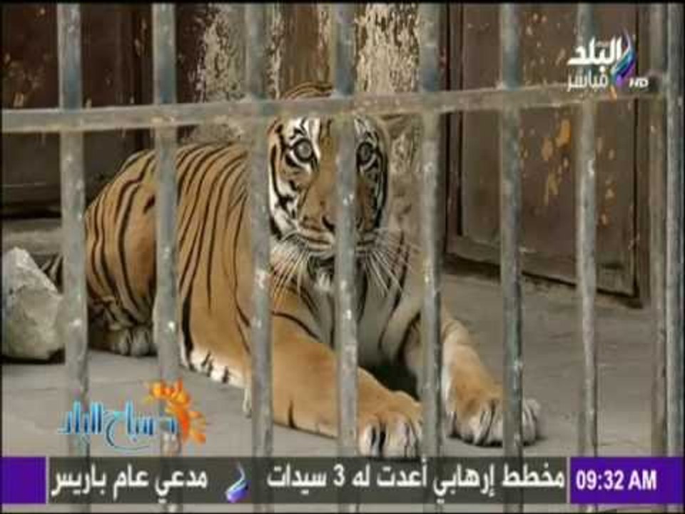صباح البلد - استعدادات حديقة الحيوانات لإستقبال الزائرين في العيد