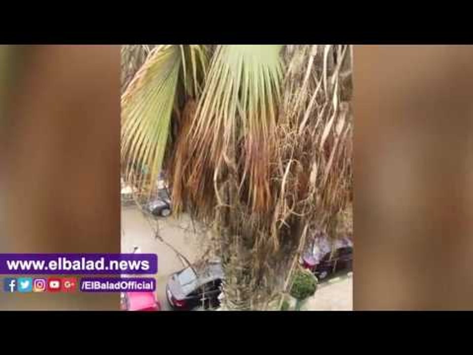 صدى البلد | أمطار بالمنوفية والمحافظة تعلن الطوارئ