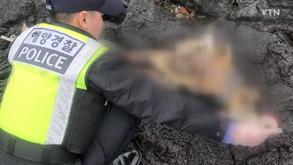 제주해안에서 돌고래 사체 잇따라 발견 / YTN