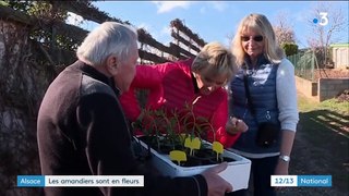 Alsace : les amandiers sont en fleurs