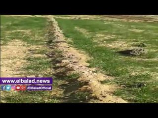 صدى البلد | لحكومة تحول أرضًا خضراء إلى «مقابر أموات» في أبو تشت.