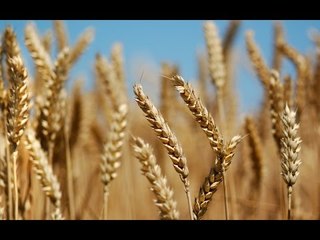 صالة التحرير| بشرى سارة لفلاحين مصر بخصوص سعر القمح العام المقبل .