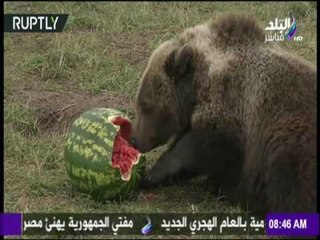 صباح البلد - شاهد "الدب" الذي تحول لأحد نجوم موسكو