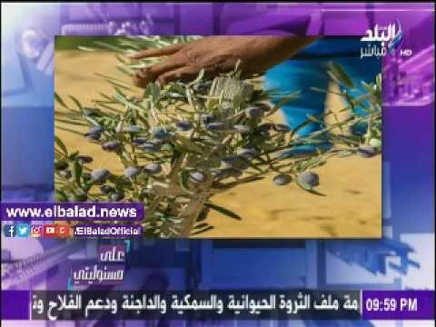 صدى البلد |«الريف المصري»: حفرنا 1100 بئر..وتكلفة الواحد يبدأ من 500 ألف جنيه