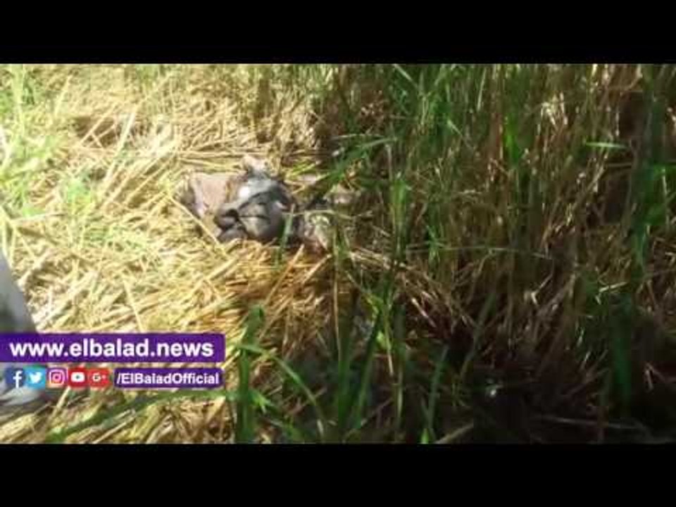 صدى البلد | لعثور على جثة مجهولة وسط الزراعات ب...