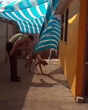 Un policier aide un chien avec le tissu d'un auvent emmêlé autour de son bassin