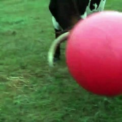 Un taureau triste d'avoir crevé son ballon