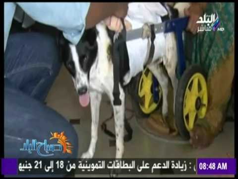 صباح البلد - شاهد كيف يتعامل الهنود مع كلاب الشوارع