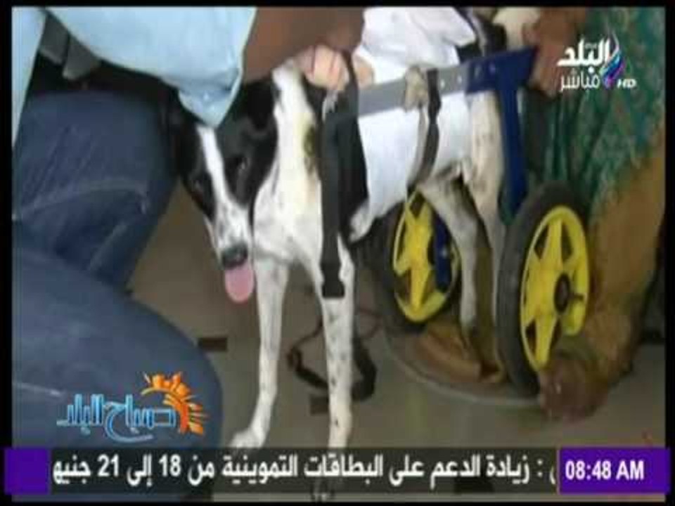 صباح البلد - شاهد كيف يتعامل الهنود مع كلاب الشوارع