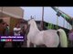 صدى البلد | إنطلاق بطولة الفيوم الثانية لجمال الخيول العربية الاصيلة 2017