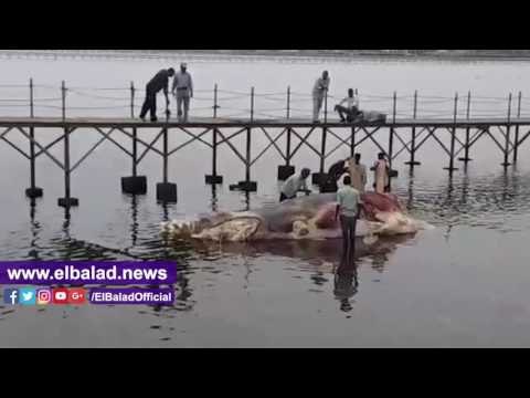 صدى البلد | محميات جنوب سيناء تنتشل حوت ضخم نافق بسواحل شرم الشيخ