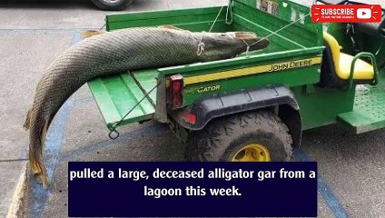 Huge alligator gar pulled from Louisiana lagoon: ‘It was a stomach-turning smell