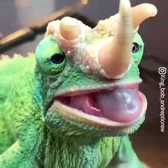 BUKALEMUN AVINI YİYOR.