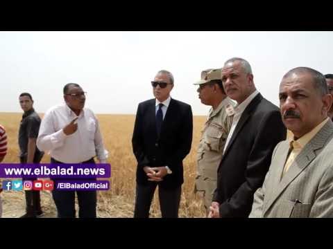 صدى البلد | بدء موسم حصاد القمح فى مشروع استصلاح المليون ونصف فدان بقنا