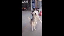 ANIMALS Dancing Awesom!!!