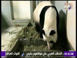 ميلاد توأم باندا في حديقة أتلانتا