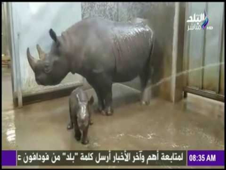 صباح البلد - صغيرة وحيد القرن تجذب الالاف في ظهورها الاول بحديقة امريكية