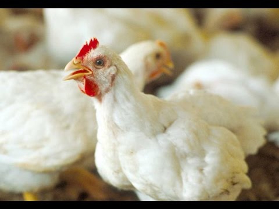 على مسئوليتي - لأول مرة.. مجلس الوزراء يكشف حقائق في قرار رفع الجمارك عن الدواجن المستوردة