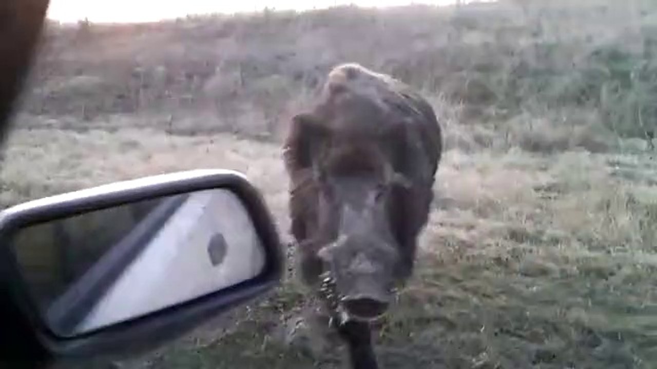 Un énorme sanglier vient demander à manger à une voiture