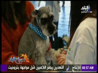 صباح البلد - اليابان تحطم السجل الوطني للمشاركين بيوغا الكلاب