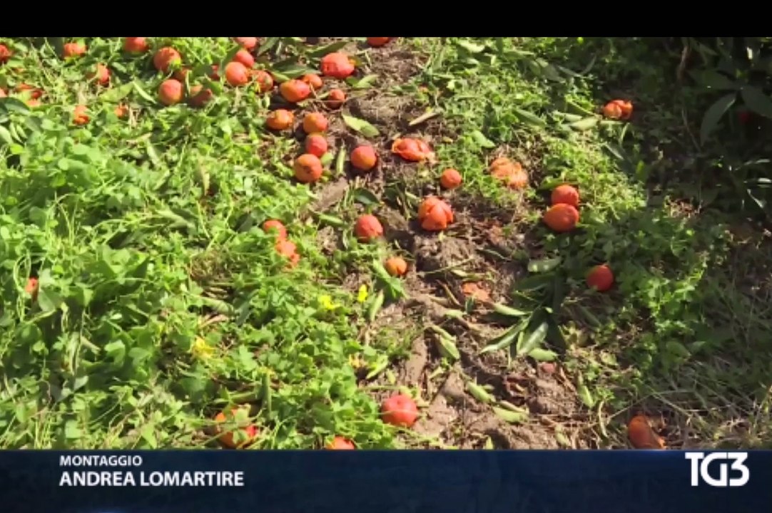 Puglia: distruggono i mandarini perché prezzi troppo bassi