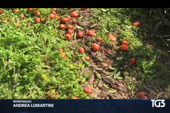 Puglia: distruggono i mandarini perché prezzi troppo bassi