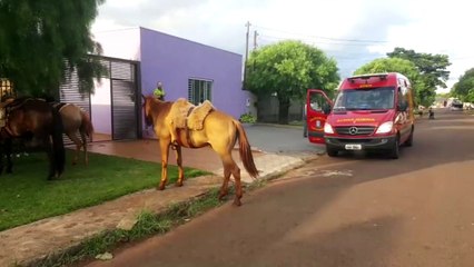 Cavalo cai sobre jovem na Rua França