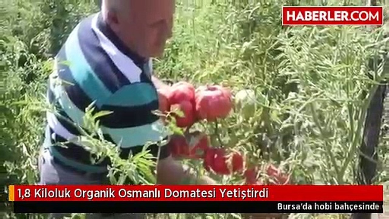 1_8 Kiloluk Organik Osmanlı Domatesi Yetiştirdi(360P)