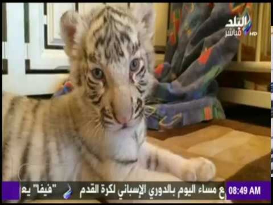 صباح البلد - تجربة مثيرة.. حديقة الحيوان تستعين بـ "كلب" لتربية نمرين