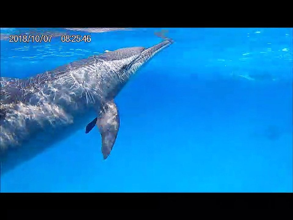 Nooraya et "mes" dauphins