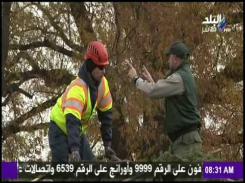 صباح البلد - شاهد شجرة الكريسماس الحقيقية ارتفاعها 25 متر وعمرها 84 سنة