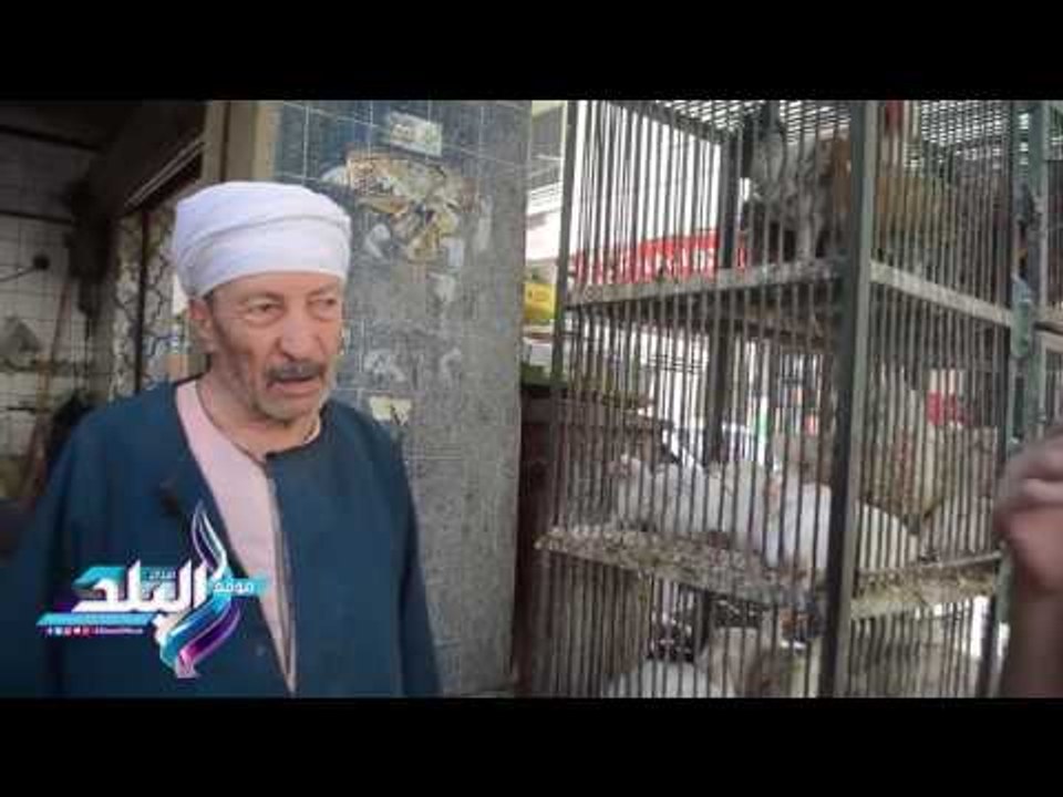 صدى البلد |أسعار الدواجن تنخفض ثلاث جنيهات للحي وتستقر في المجمد