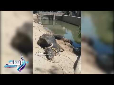 صدى البلد | مصرع جاموسة بعد سقوط أسلاك الكهرباء عليها فى الفيوم