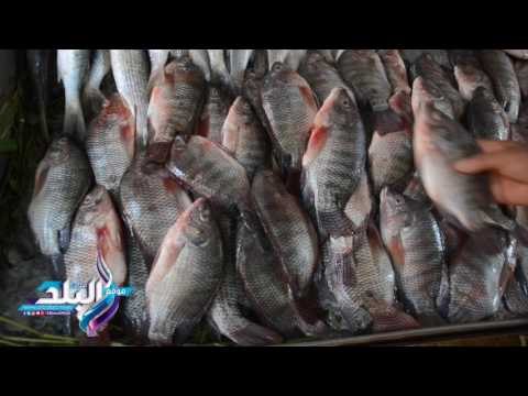 صدى البلد | ارتفاع اسعار الاسماك بالاسواق لليوم الثاني علي التوالي
