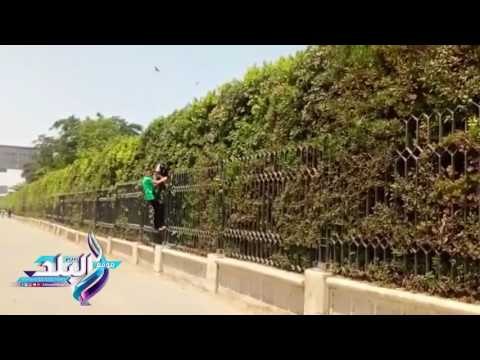 صدى البلد | تسلق الاطفال سور حديقة الأزهر هروبا من دفع التذكرة