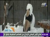 صباح البلد - شاهد ما فعله دب الباندا في رجل الثلج