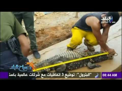 صباح البلد - لو أنت في العمل وظهر لك تمساح.. هتعمل ايه؟