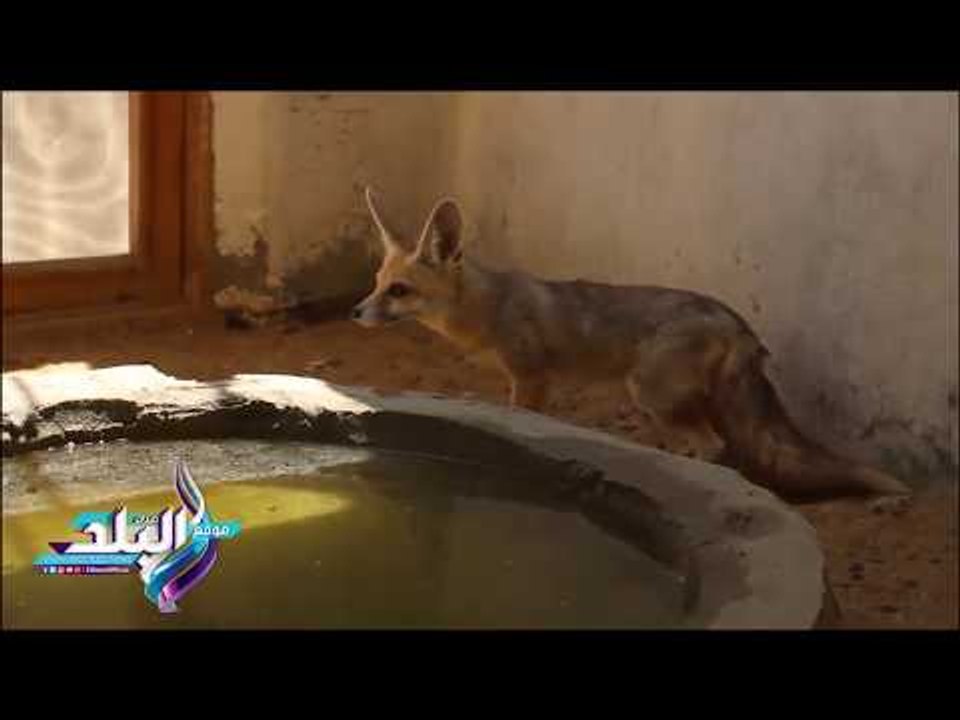 صدى البلد | "أفريكانو طلبة" حديقة حيوان أبو رواش بمواصفات عالميه..