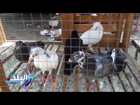 صدى البلد | انواع و اسعار الحمام بسوق الاحد للحيوانات