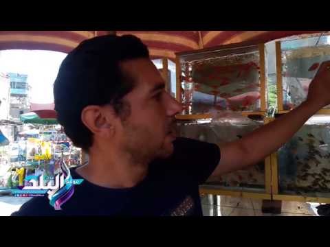 صدى البلد | انواع و اسعار اسماك الزينة بسوق الاحد