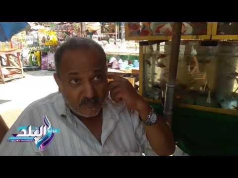 صدى البلد | بائعين سوق الاحد للحيوانات بطالبون بنقلة لحديقة الفسطاط