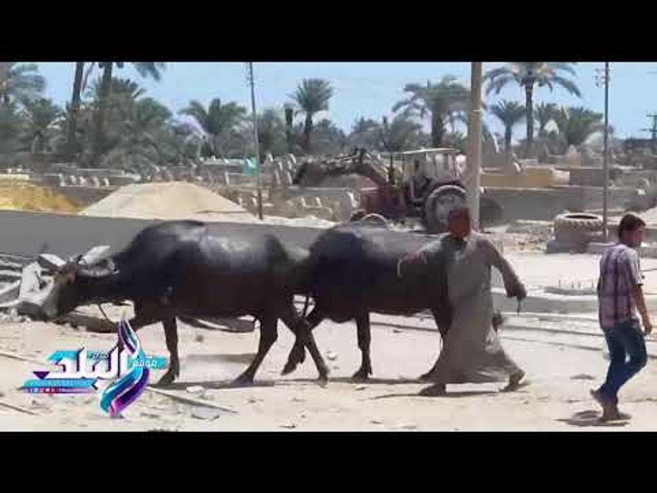 صدى البلد | "عجائب السكة الحديد" غلق مزلقان قطا...