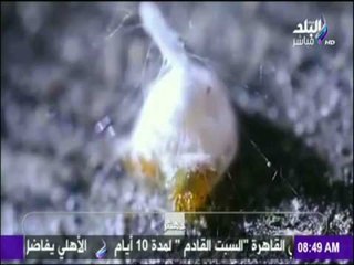 صباح البلد - عنكبوت من نوع جديد يدهش العلماء