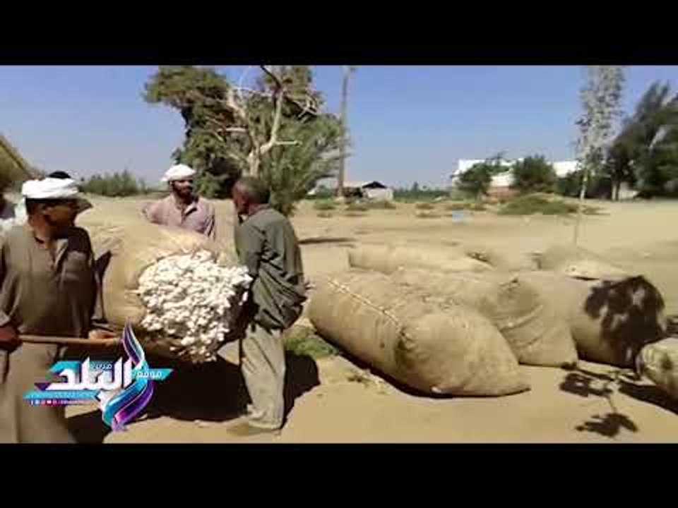 صدى البلد | بدء موسم جني القطن ببني سويف " المقدم والعكش وأجرة العمال" أهم المشاكل