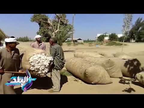 صدى البلد | بدء موسم جني القطن ببني سويف المقدم والعكش وأجرة العمال أهم المشاكل