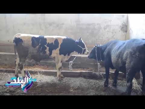 صدى البلد | صدى البلد داخل مزارع اضاحي الزراعة