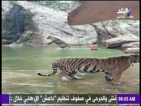 صباح البلد - شاهد ما فعله نمر ضخم مع حارسه في الماء