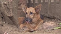 Refugio para animales abandonados cambia vidas en Nicaragua
