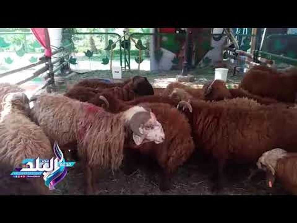 صدى البلد | التموين تطرح خراف أضاحي سودانية بـ 60 جنيها للكيلو "قائم"